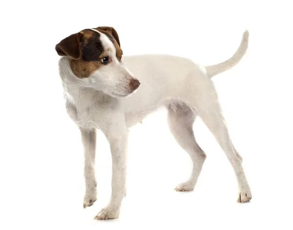 Jack russel terrier — Stock Photo, Image