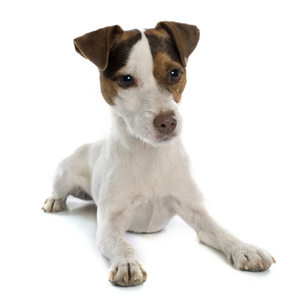 Jack Russel terrier — Foto de Stock