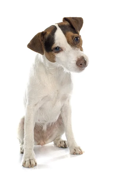 Jack Russell Terrier — Foto Stock