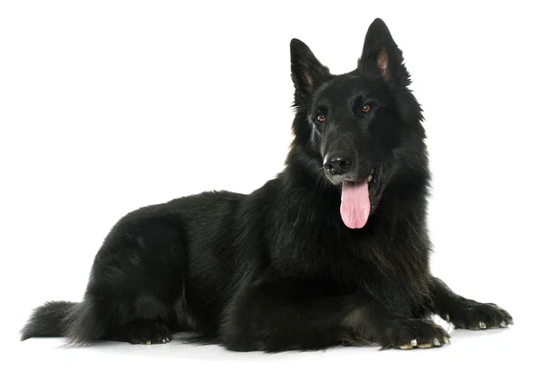 Belgischer Schäferhund groenendael — Stockfoto