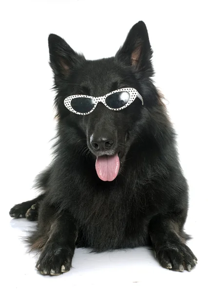 Belgian shepherd Groenendael and glasses — Stock Photo, Image