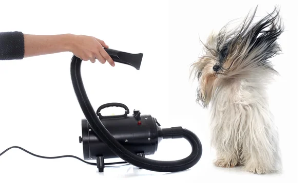 Hair dryer for dog — Stock Photo, Image