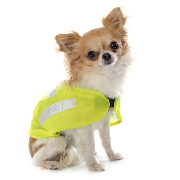 Chihuahua és biztonsági kabát — Stock Fotó