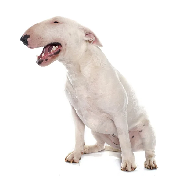 Bullterrierweibchen — Stockfoto