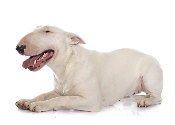 Female bull terrier — Stock Photo, Image