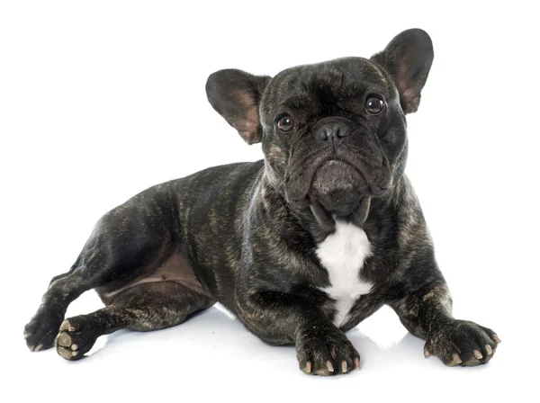 Bulldog francés marrón —  Fotos de Stock