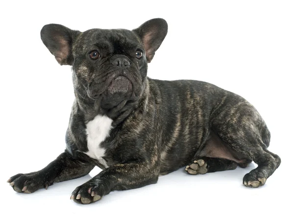 Bulldog francés marrón —  Fotos de Stock