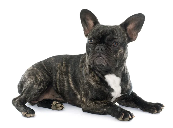 Bulldog francese marrone — Foto Stock
