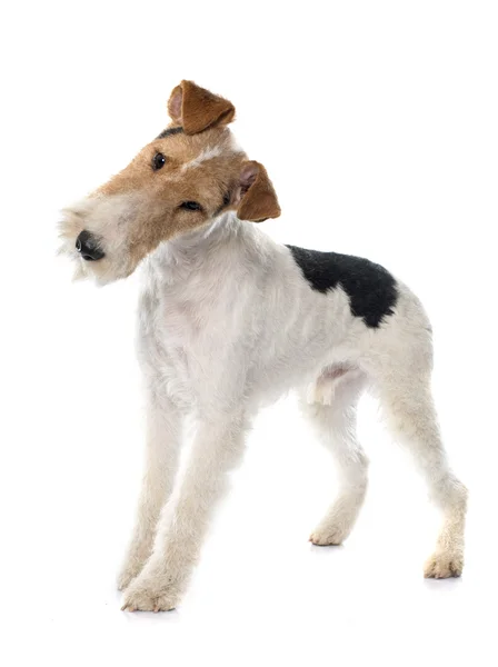 Volpe terrier di razza pura — Foto Stock