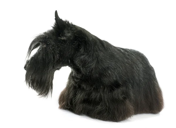 Vecchio terrier scozzese — Foto Stock