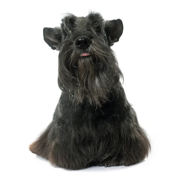 Old scottish terrier — Stock Photo, Image