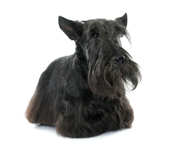 Vecchio terrier scozzese — Foto Stock