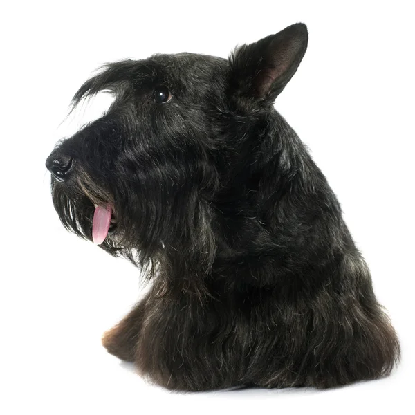 Old scottish terrier — Stock Photo, Image