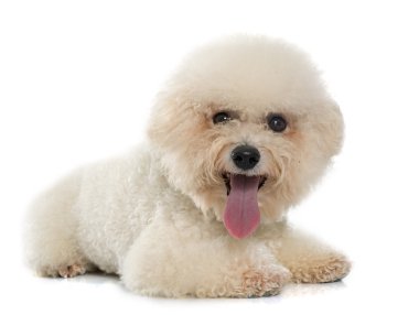 safkan bichon frise 