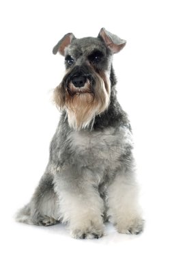 gri minyatür schnauzer