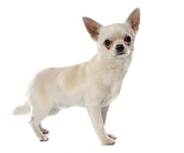 kısa saç chihuahua