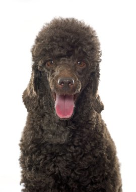 kadın kahverengi kaniş