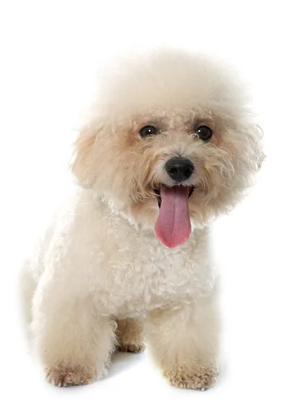 Renrasiga bichon frise — Stockfoto