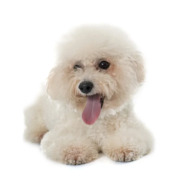 Safkan bichon frise — Stok fotoğraf