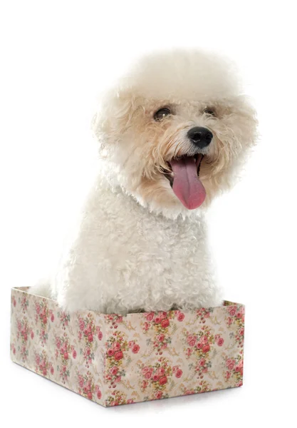 Safkan bichon frise — Stok fotoğraf