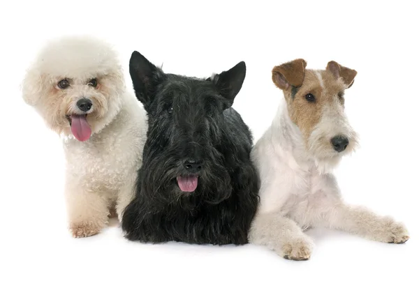 Groep honden — Stockfoto