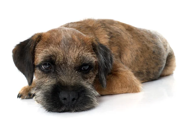 Terrier de borda de raça pura — Fotografia de Stock