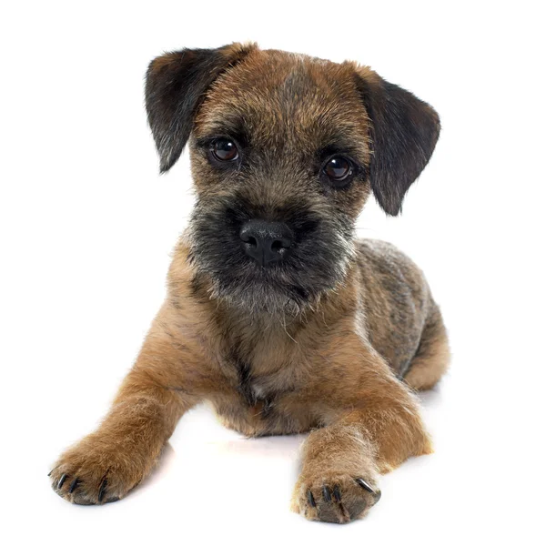 Terrier de borda de raça pura — Fotografia de Stock