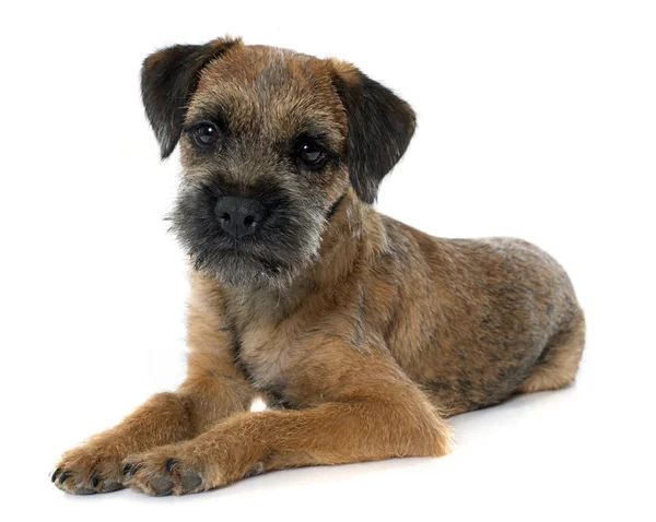 Purebred border terrier — Stock Photo, Image