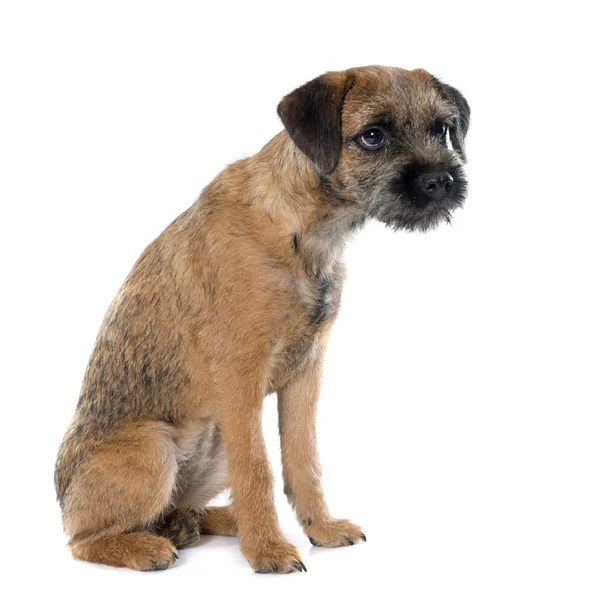 Terrier fronterizo de raza pura — Foto de Stock