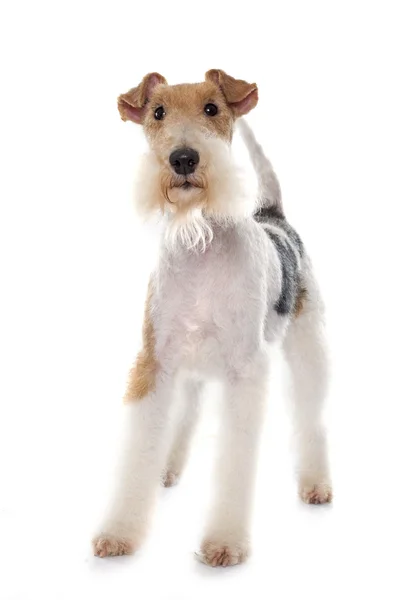 Terrier raposa de raça pura — Fotografia de Stock