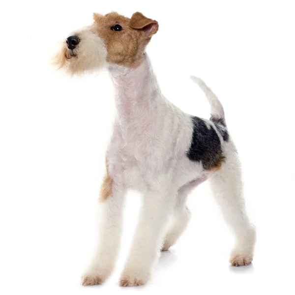 Purebred fox terrier — Stock Photo, Image