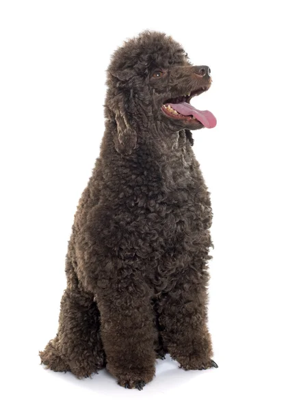 Poodle castanho fêmea — Fotografia de Stock