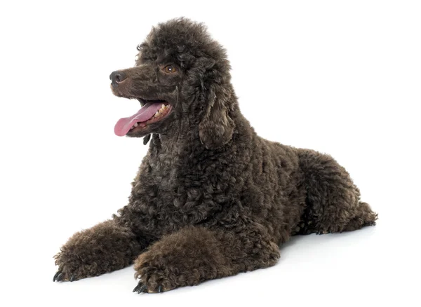 Female brown poodle — Stock Photo, Image