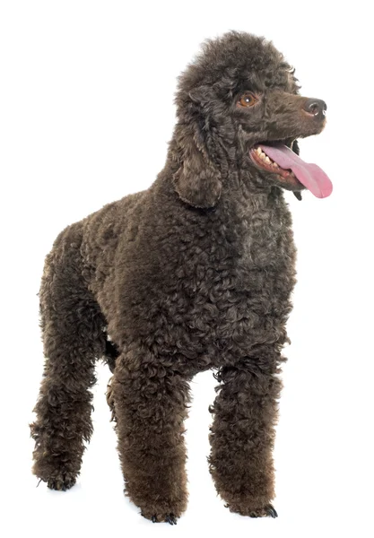 Female brown poodle — Stock Photo, Image