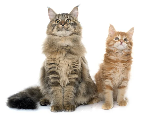 Maine coon cats — Stock Photo, Image