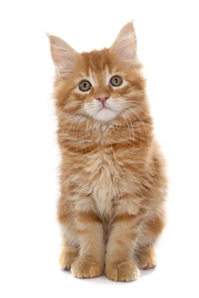 Maine coon kitten — Stock Photo, Image