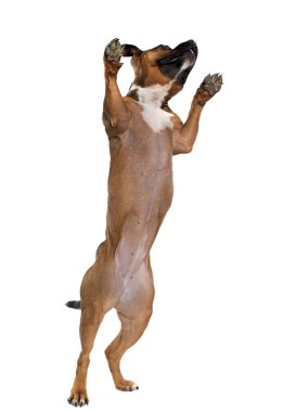 Stafforshire boğa korkunç oynuyor