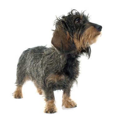 tel saçlı dachshund