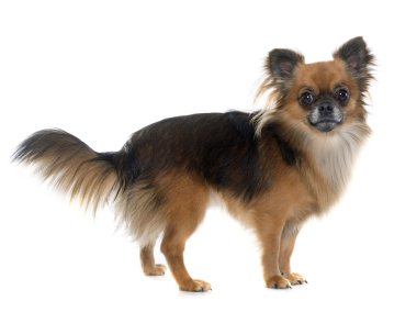 uzun saçlı chihuahua