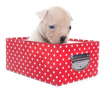 Amerikan bulldog yavrusu