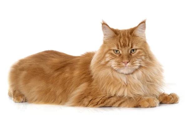 Maine coon cat — Fotografie, imagine de stoc