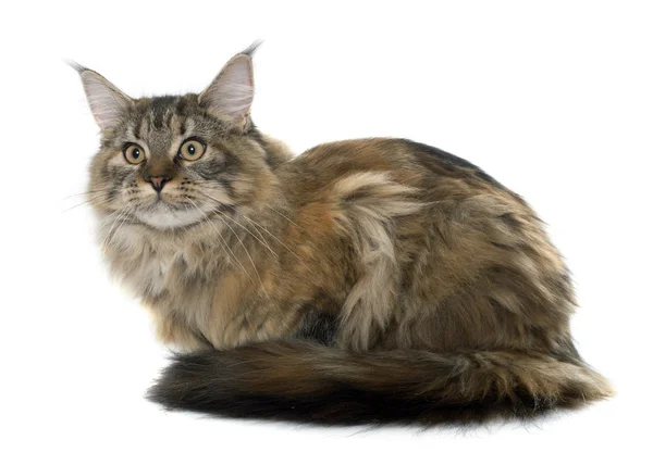 Maine coon kat — Stockfoto