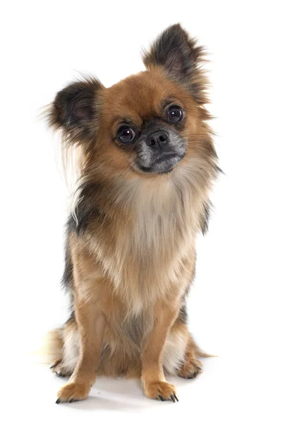 Långt hår chihuahua — Stockfoto