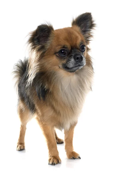 Hosszú haj Chihuahua — Stock Fotó