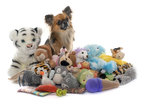 Chihuahua cheveux longs et jouets — Photo