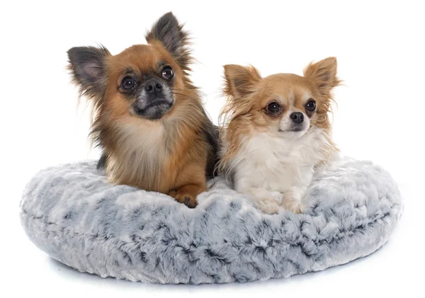 Långt hår chihuahuas — Stockfoto