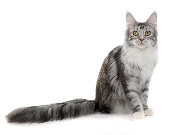 Maine coon cat — Stock Photo, Image