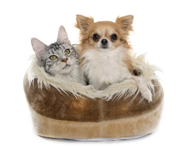 Maine gato mapache y chihuahua — Foto de Stock