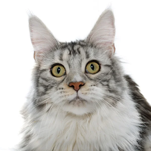 Maine coon chat — Photo