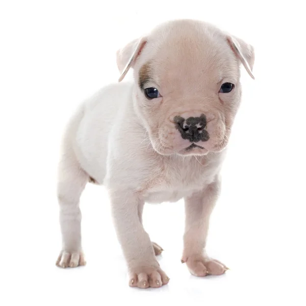 Welpe Amerikanische Bulldogge — Stockfoto